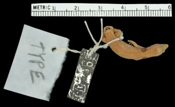 Media type: image;   Herpetology R-10786
